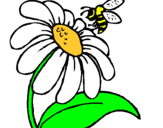 Dibuix Margarida amb abella pintat per erica