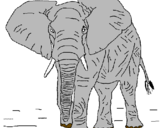 Dibuix Elefant pintat per folky