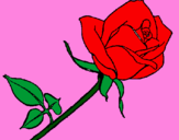 Dibuix Rosa pintat per ROSSA