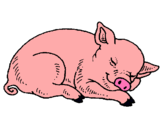 Dibuix Porc dormint pintat per h