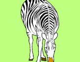Dibuix Zebra pintat per sandra