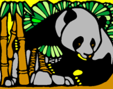 Dibuix Ós Panda i Bambú pintat per david