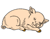 Dibuix Porc dormint pintat per DAVID