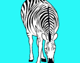 Dibuix Zebra pintat per sara y lucia