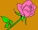 Dibuix Rosa pintat per laura     s.