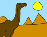 Dibuix Camell pintat per Egipte-Africa