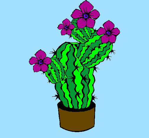Flors de cactus