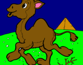 Dibuix Camell pintat per claudia solanes