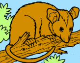 Dibuix Esquirol possum pintat per ADRIÀ RAFECAS