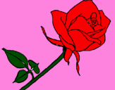 Dibuix Rosa pintat per alexandra