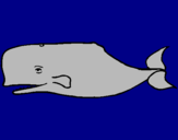 Dibuix Balena blava pintat per jaume
