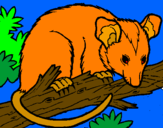 Dibuix Esquirol possum pintat per rata