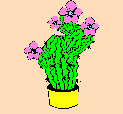 Flors de cactus