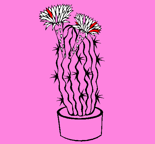 Cactus amb flors