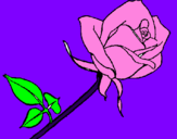 Dibuix Rosa pintat per mar    urrutiahernandezzz