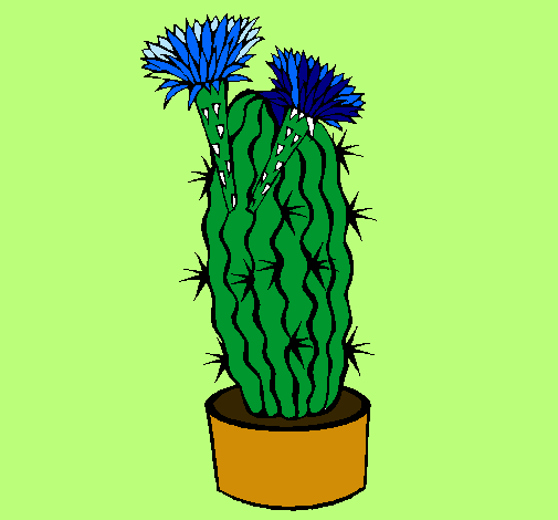 Cactus amb flors