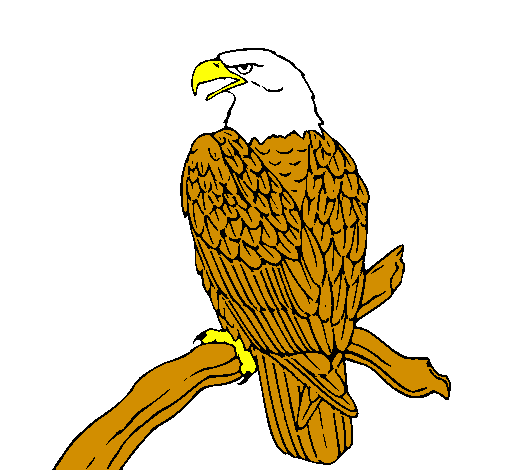 Àguila en una branca 