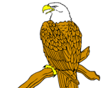 Dibuix Àguila en una branca  pintat per ARNAU