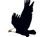 Dibuix Àguila volant  pintat per ada
