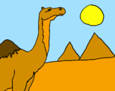 Dibuix Camell pintat per arnaucosta