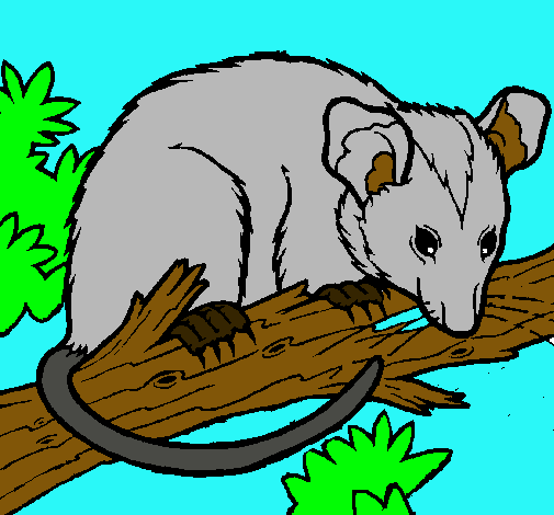 Esquirol possum