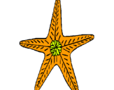 Dibuix Estrella de mar pintat per nuria