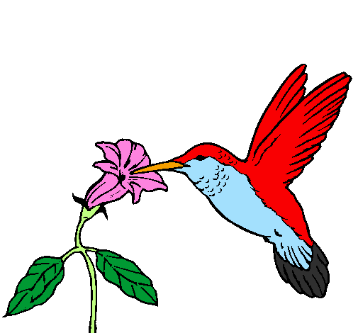Colibrí i una flor 