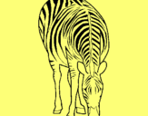 Dibuix Zebra pintat per l