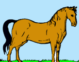 Dibuix Cavall andalús  pintat per julia