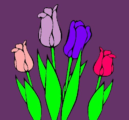 Tulipes