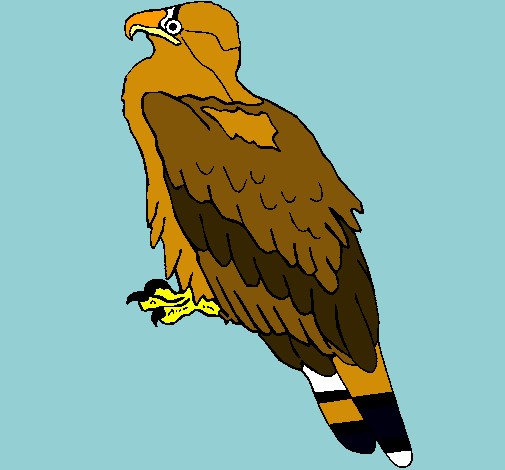 Àguila 
