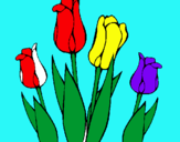 Dibuix Tulipes pintat per carles fradera