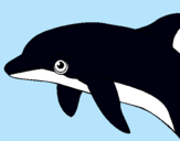 Dibuix Dofí pintat per iSAAC MULET