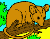 Dibuix Esquirol possum pintat per eudald olive domenech