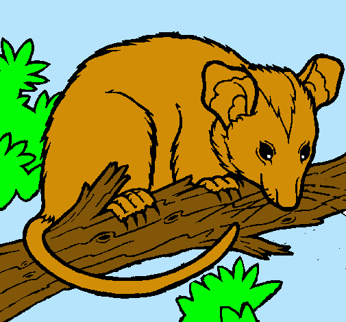 Dibuix Esquirol possum pintat per eudald
