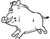 Dibuix Porc senglar pintat per dani