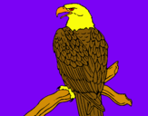Dibuix Àguila en una branca  pintat per nil dotu