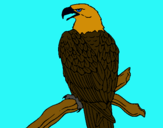 Dibuix Àguila en una branca  pintat per meritxellmitjavila