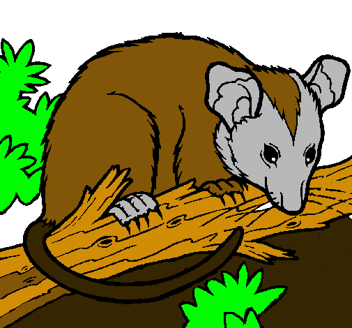 Esquirol possum