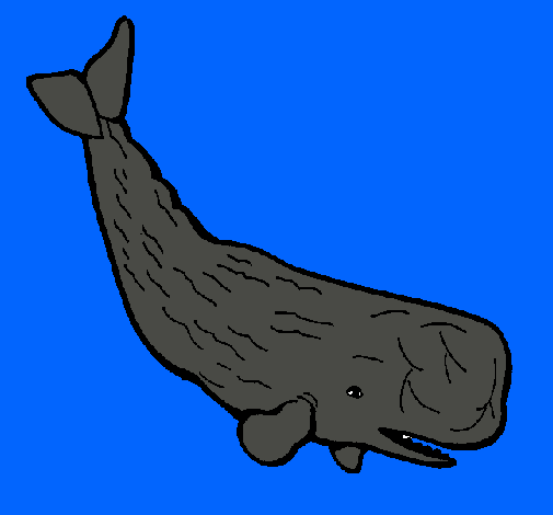 Balena gran