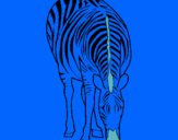 Dibuix Zebra pintat per laia