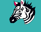 Dibuix Zebra II pintat per bernat