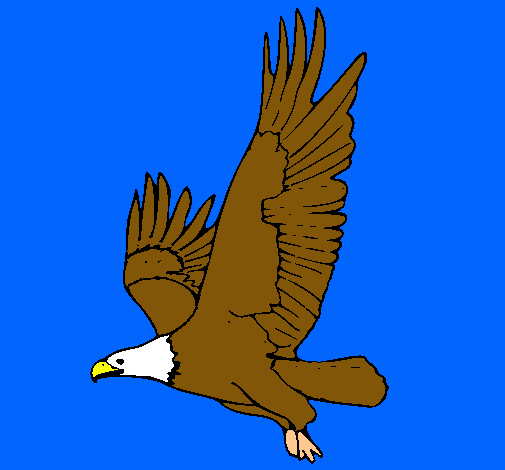 Àguila volant 