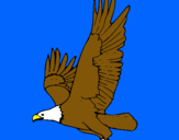 Dibuix Àguila volant  pintat per sayan