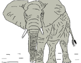 Dibuix Elefant pintat per adria peradalta