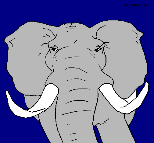 Elefant africà
