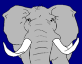 Dibuix Elefant africà pintat per guillem