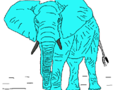 Dibuix Elefant pintat per pol m c