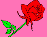 Dibuix Rosa pintat per aina