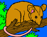 Dibuix Esquirol possum pintat per joan